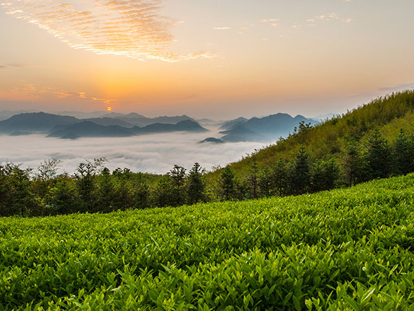 益陽安化?天下茶道、云臺(tái)山、茶香花海2日游